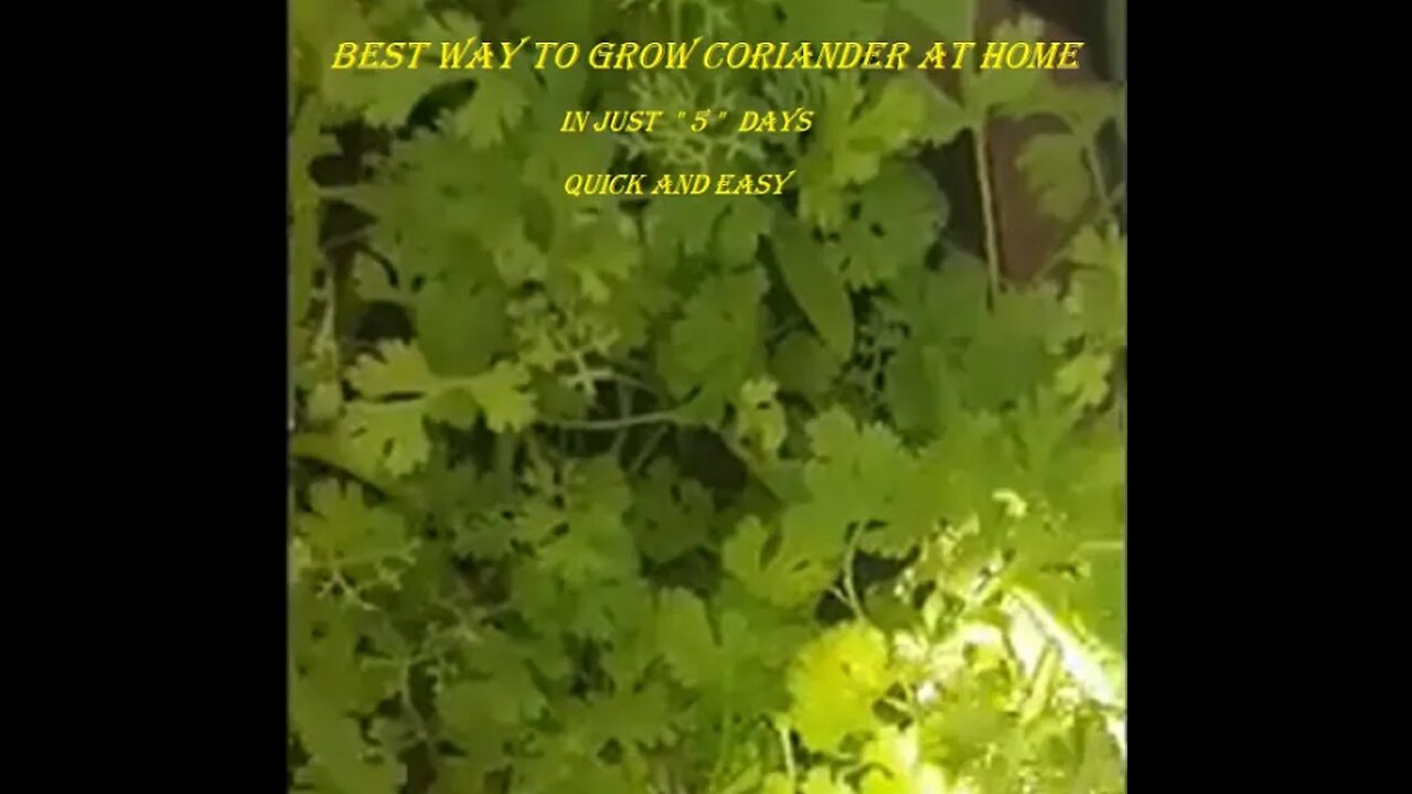 coriander growing at home | dhaniya lagane ka tarika | dhaniya ugane ka tarika