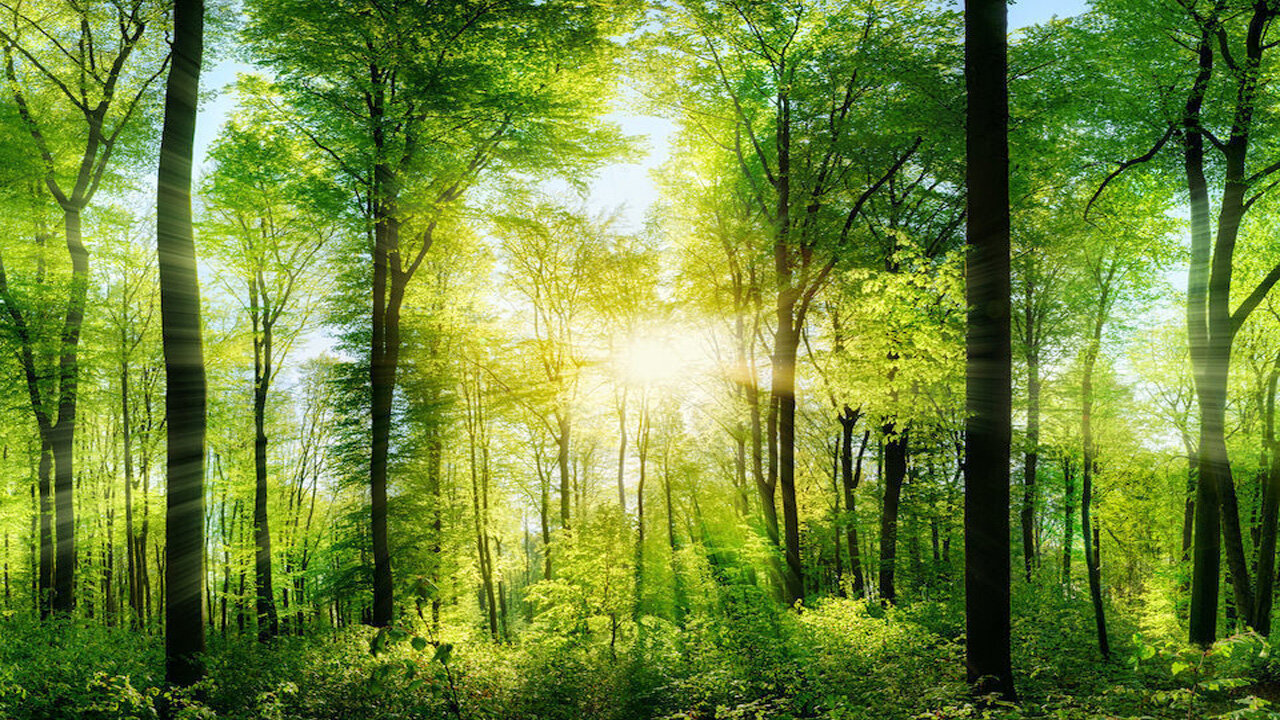 Amazing world beautiful nature with relaxing music and sound
