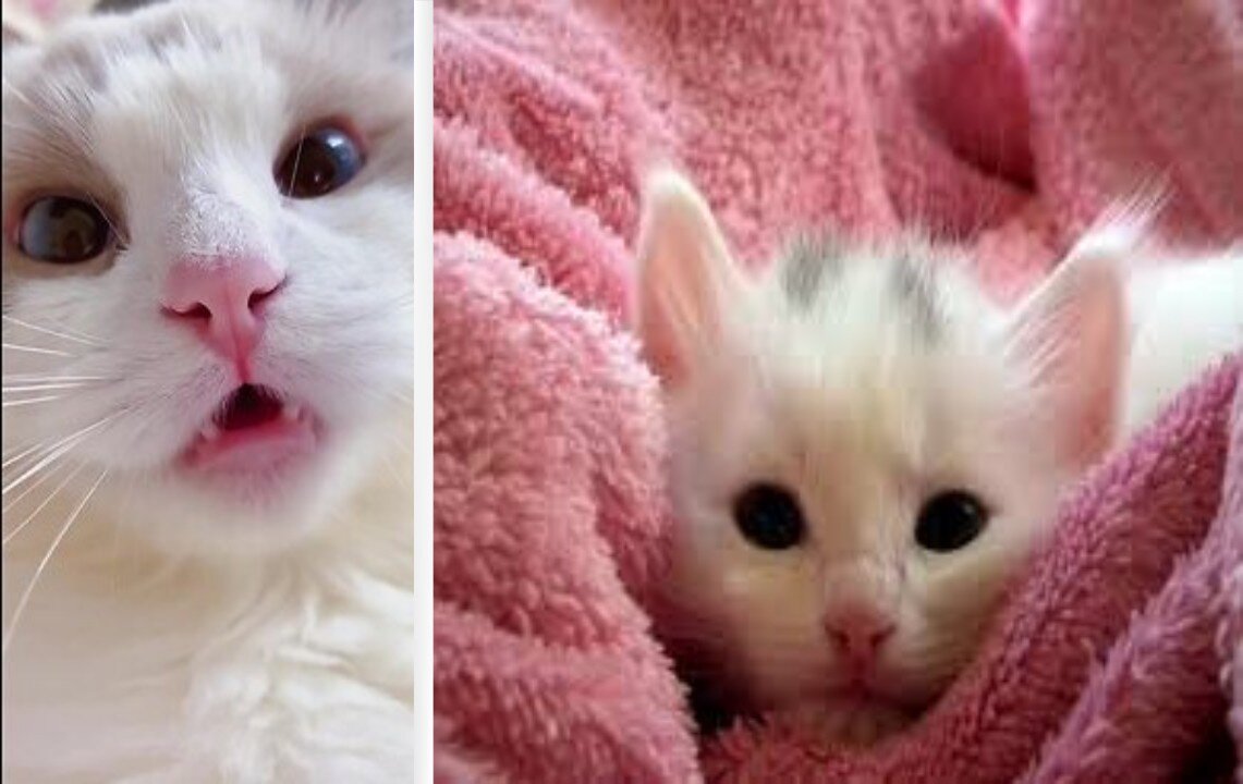 Funny Cat meow - Baby Cute