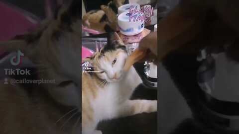 My Lovely Cat is getting Ready for Party