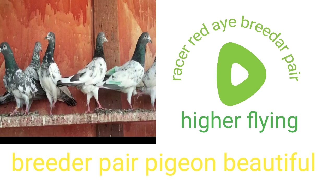 Beautiful pigeon golden farooz puri moti walygalway beautiful