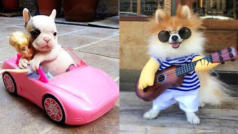Baby Dogs - Cute and Funny Dog Videos Compilation #05 | Cat Vines