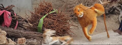 Fake Big Lion Prank Dog So Funny Can Not Stop Laugh Must Watch New Funny Prank Video 2021