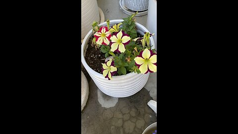 Pretty Petunias