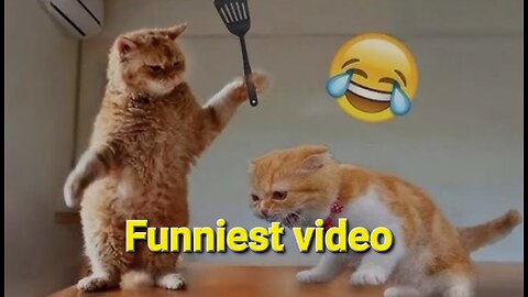 Funny Animals Video 😂 Funniest Cats and Dogs Video 🐱🐶