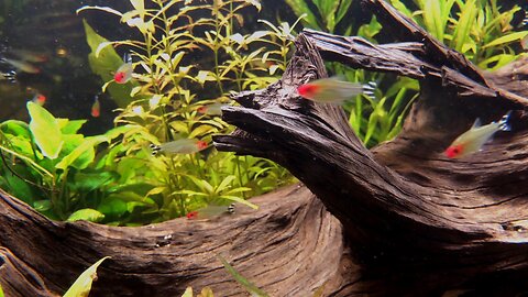 An aquarium with a few fishes code