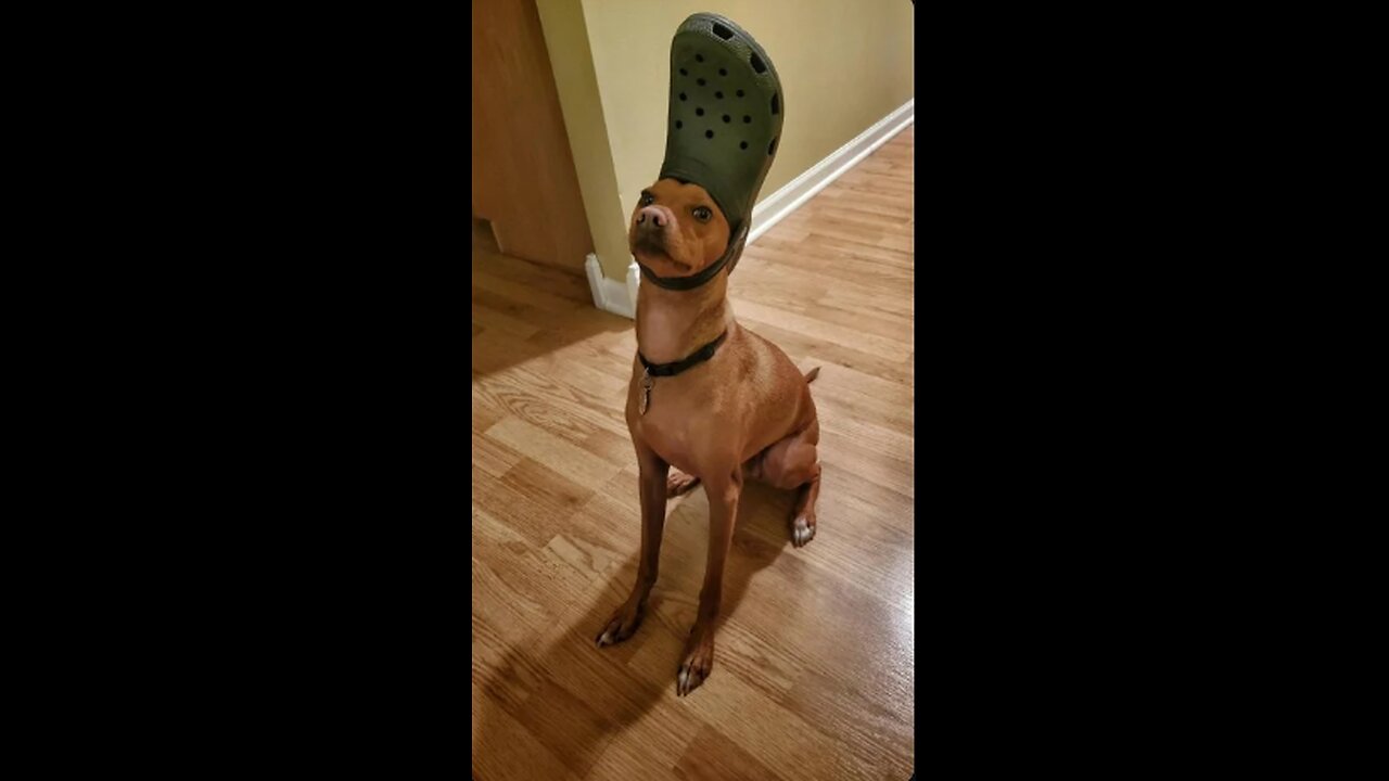 Funny animals 2024π - Funniest Cats and Dogs Videoππ #shorts