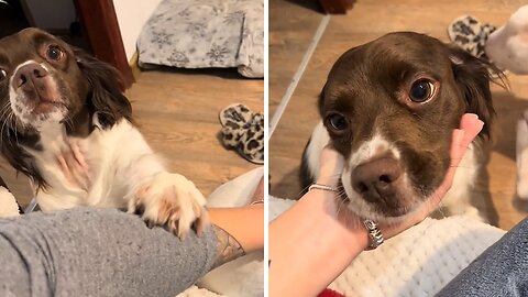 Jealous Pup Doesn't Want To Share Mom's Pets With Other Dog