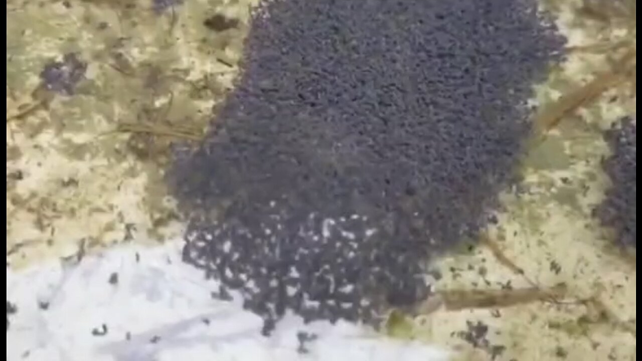 After heavy rains in France 🇫🇷 there are puddles of graphene oxide