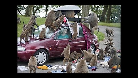 Funny Monkeys Stealing Things Compilation