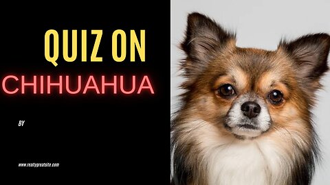 Quiz on Chihuahua