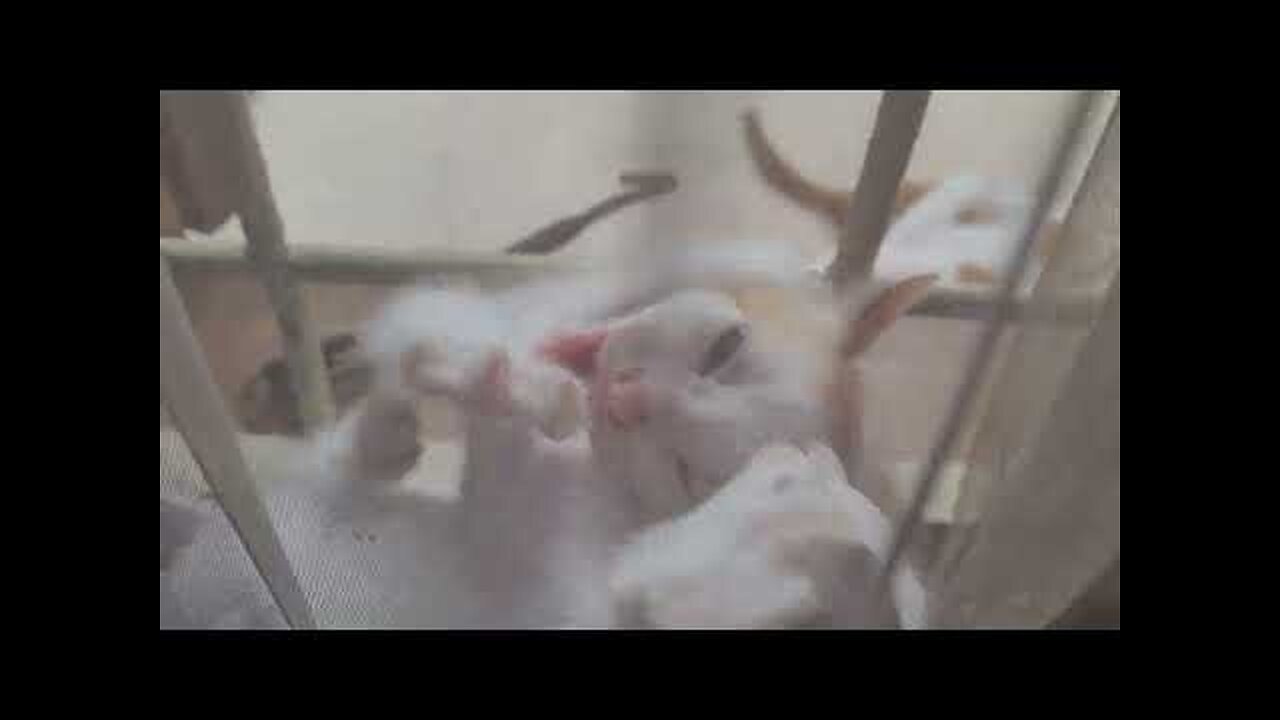 Funny Kitten Fight Each Other Over the Curtain!😺😻