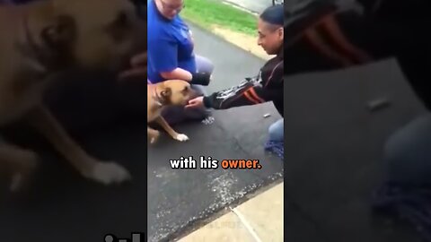 The Pit Bull That Reunites With Its Master After 2 Years ♥ #shorts