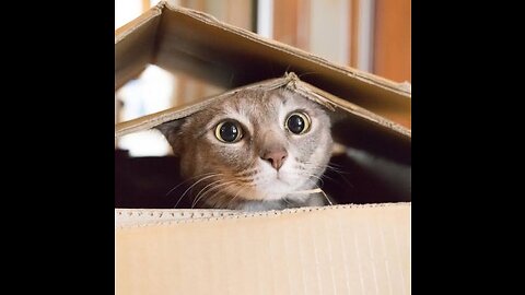 Funny cat Wake Awake