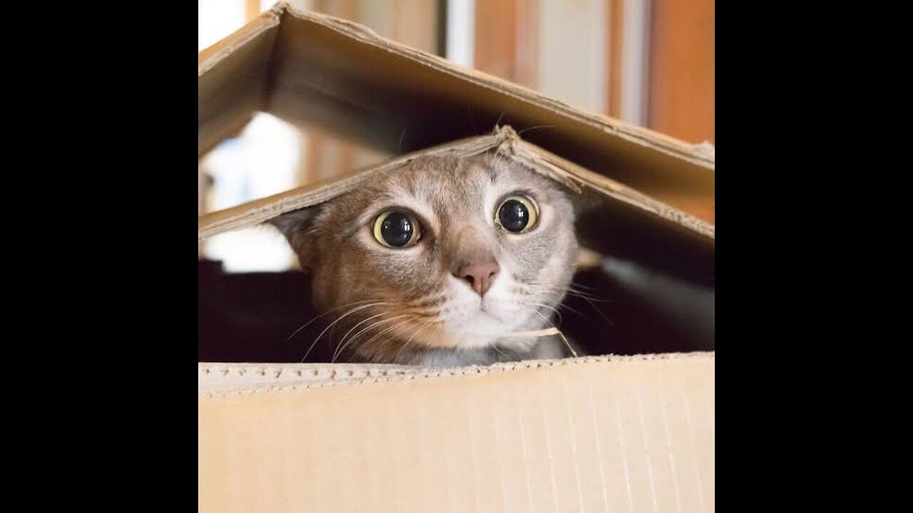 Funny cat Wake Awake