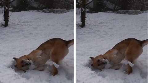 Funny dog video, dog training