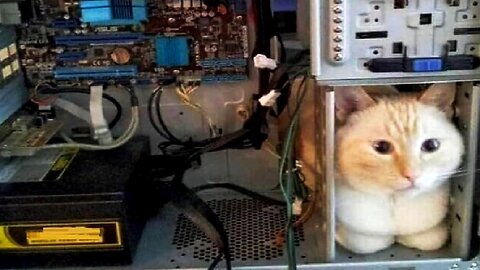 Funny animals - Funny cats dogs - Funny animal videos Best videos of April 20