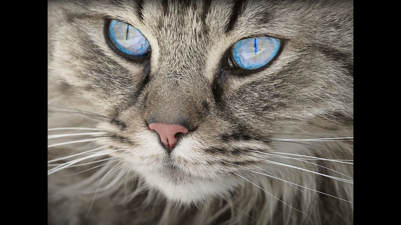 cut cats .My little heart can't stand it.