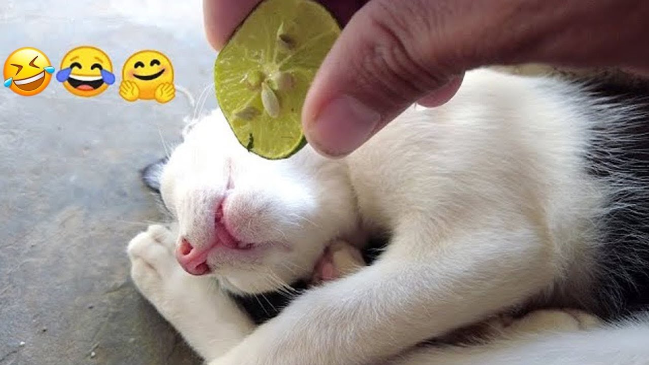 Funniest Animals 😅 New Funny Cats and Dogs Videos 😸🐶 Part 23