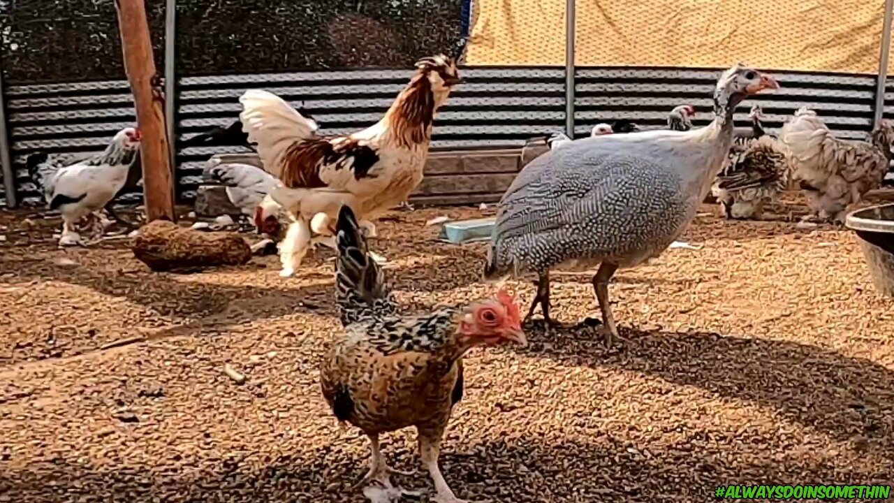 Aviary dead or alive
