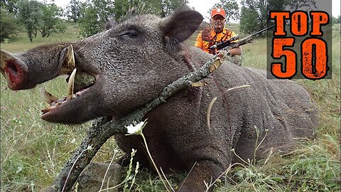 TOP 50 DEATH STRIKES!!! KEEP YOUR BREATH!!! Great boar hunt, unforgettable scenes,