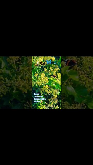🐝Vs🦋 #nature #naturelovers #blindmelon #bee #bees #butterflies #butterfly #naturespirit #pollen