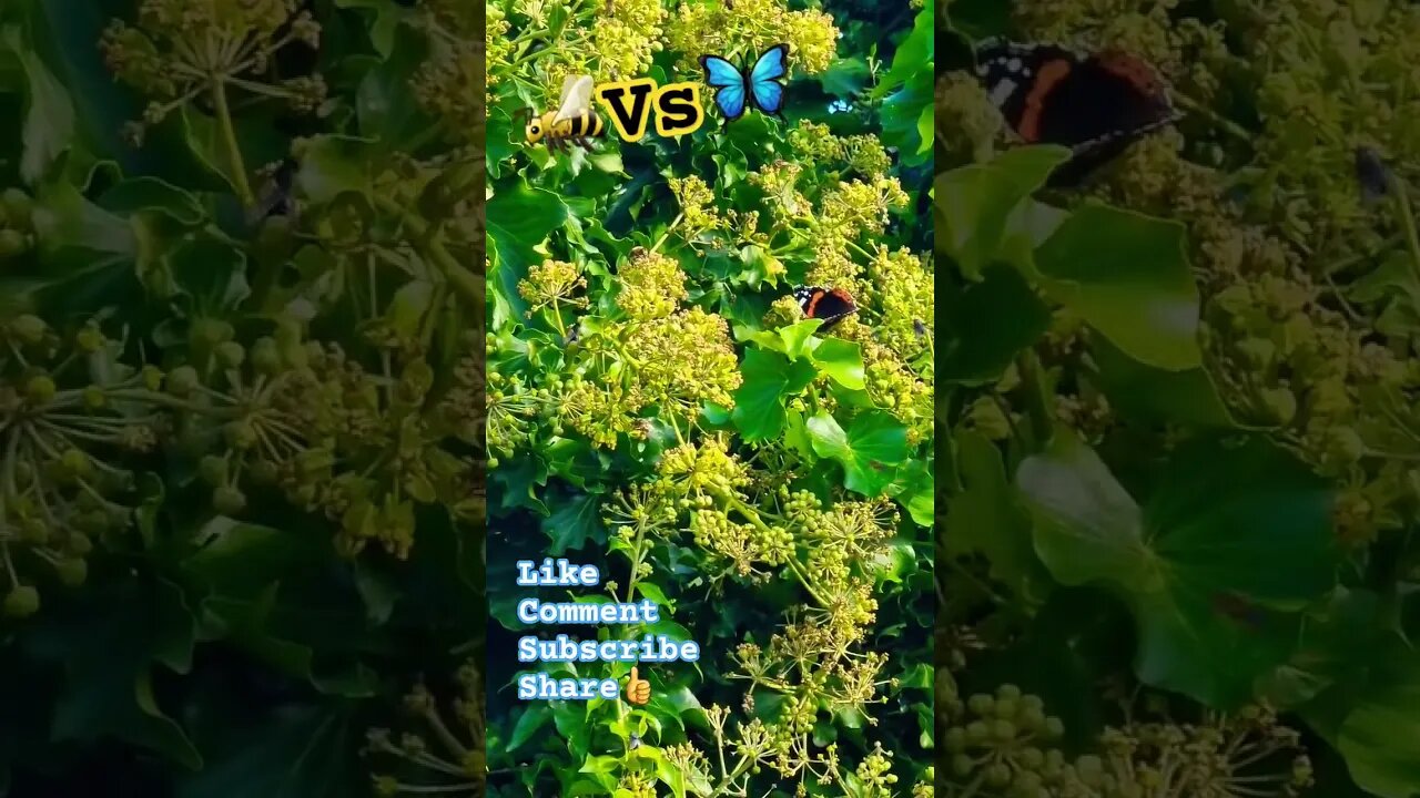 🐝Vs🦋 #nature #naturelovers #blindmelon #bee #bees #butterflies #butterfly #naturespirit #pollen