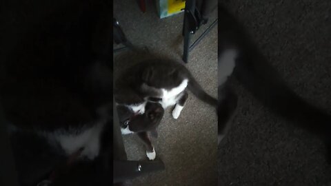 Cat got your tail?😂🐱