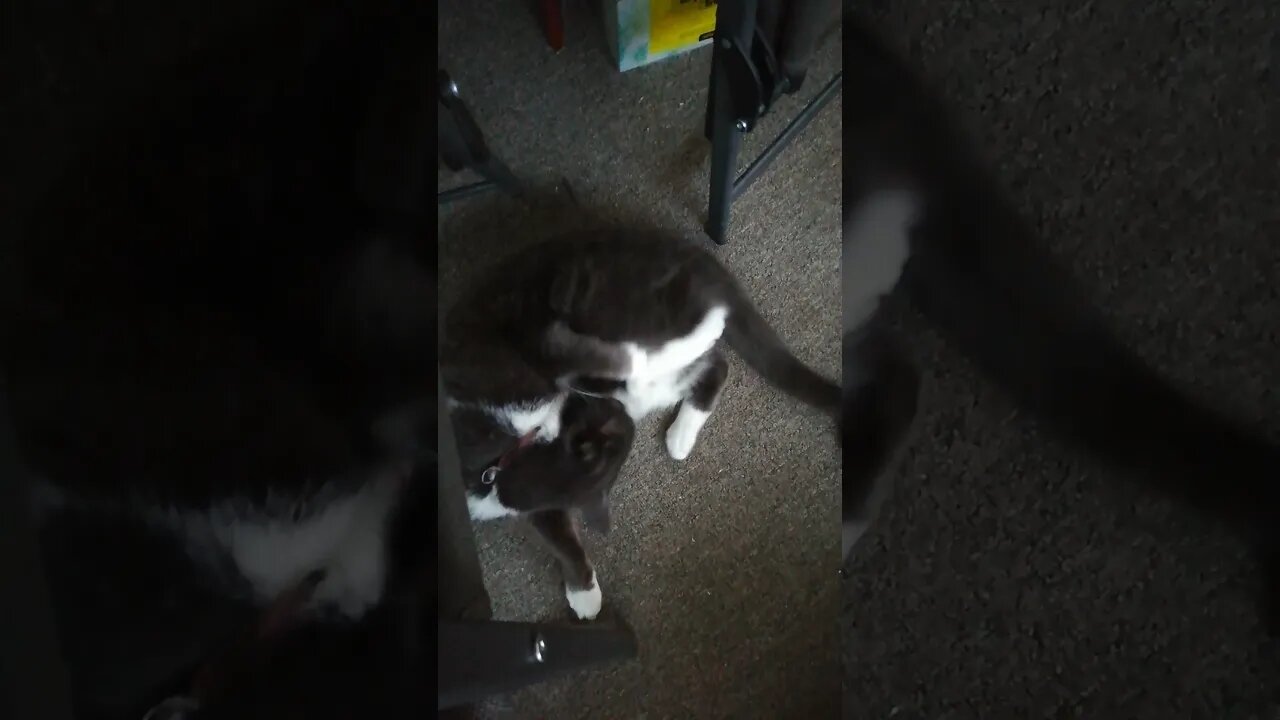 Cat got your tail?😂🐱