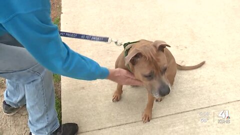 Volunteers to gather signatures at Independence polls, hope to overturn city's pit-bull ban