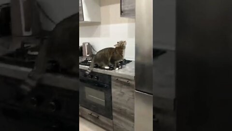 Fails Cat | Funny Cat