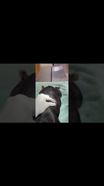 Popping a cyst on a dog’s back. #pimplepopping #veterinarian #cystpopping #pimplepopper