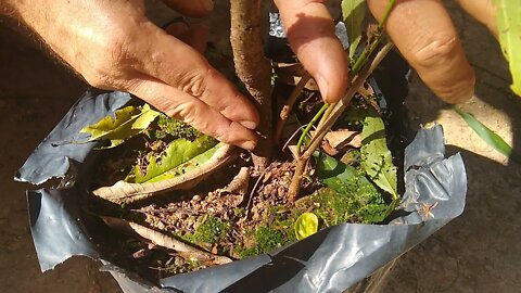 Como fazer para as mudas de nectarina pêssego e ameixa produzirem em climas quentes