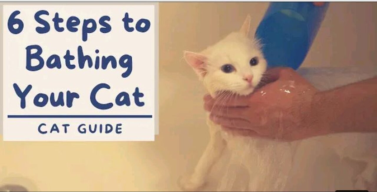 How to Bathe your Cat that Hates Water (6 Step Tutorial) || The Cat Butler