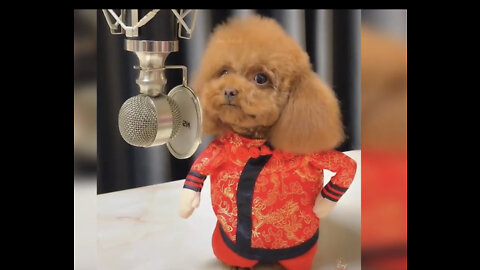 Baby Dogs - Cute and Funny Dog Videos Compilation # 02