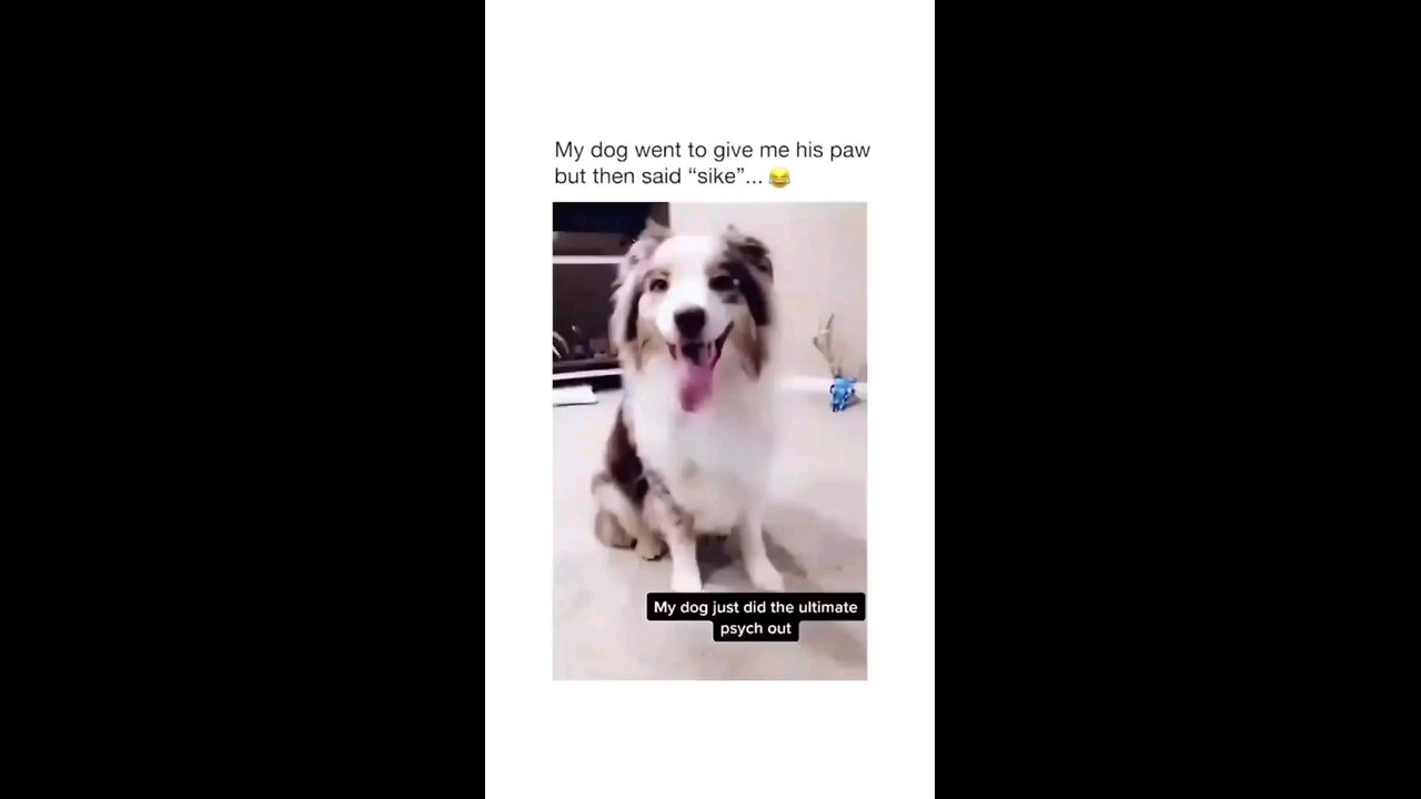 Few funny puppies 🤣😂