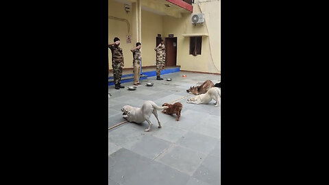 Dog training in India 🐕