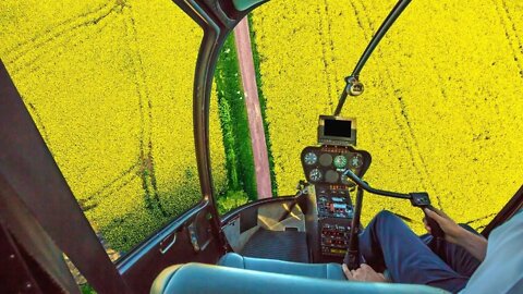 🔴LIVE: Fly A Helicopter Over The Mega Canola Flower Field