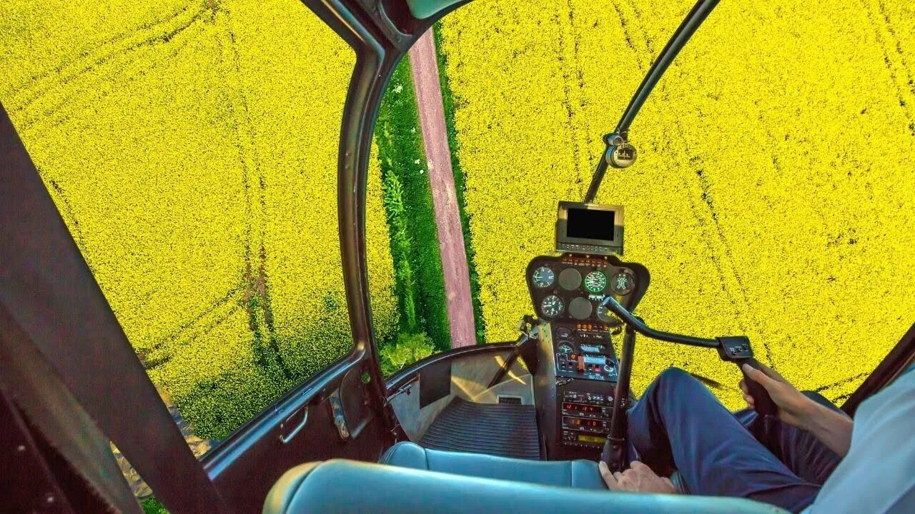 🔴LIVE: Fly A Helicopter Over The Mega Canola Flower Field
