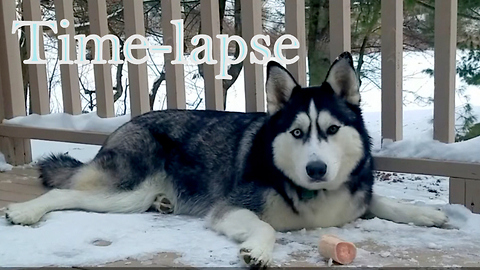 Cute Siberian Husky Max Finishing his Favorite Marrow Bone in 1 minute