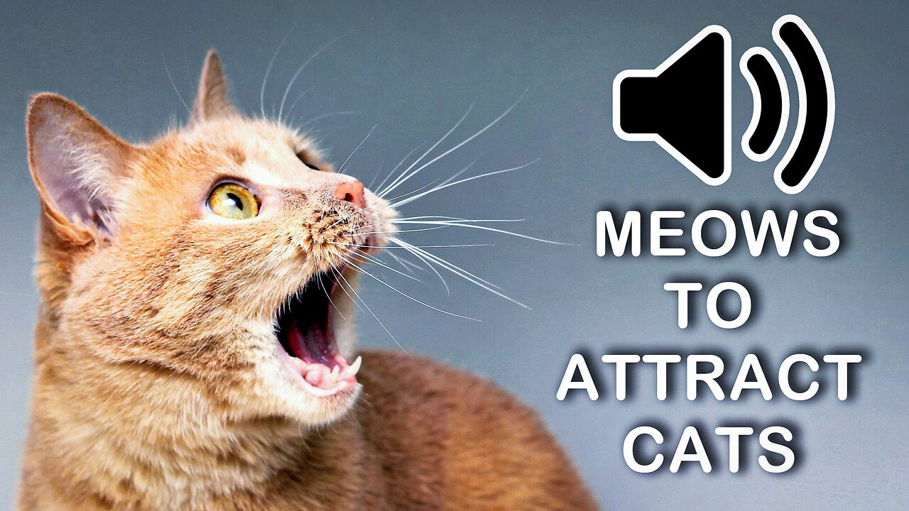 Sounds that attract cats - Meow to make cats come to you