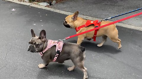 Frenchie Ladybug and Turbeau Truckin