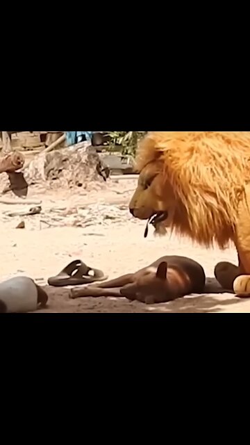 DOG PRANK WITH LION,FUNNY,