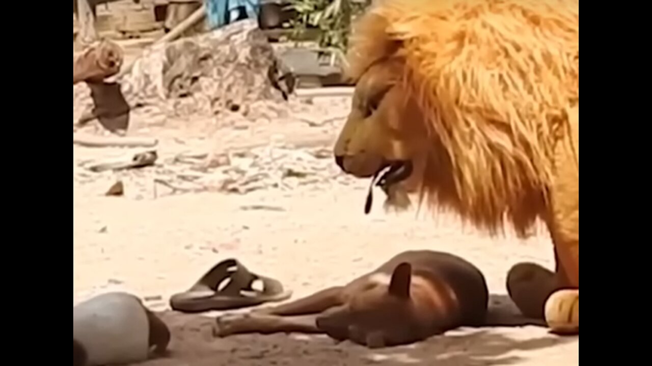 DOG PRANK WITH LION,FUNNY,