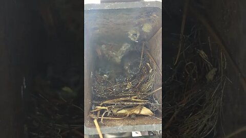 last update on baby birds in workshop