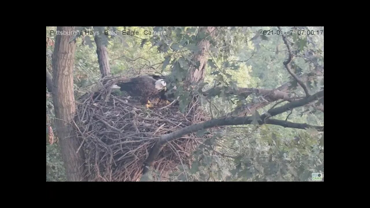 Hays Eagles Dad brings in a stick 2021 09 07 6:59AM