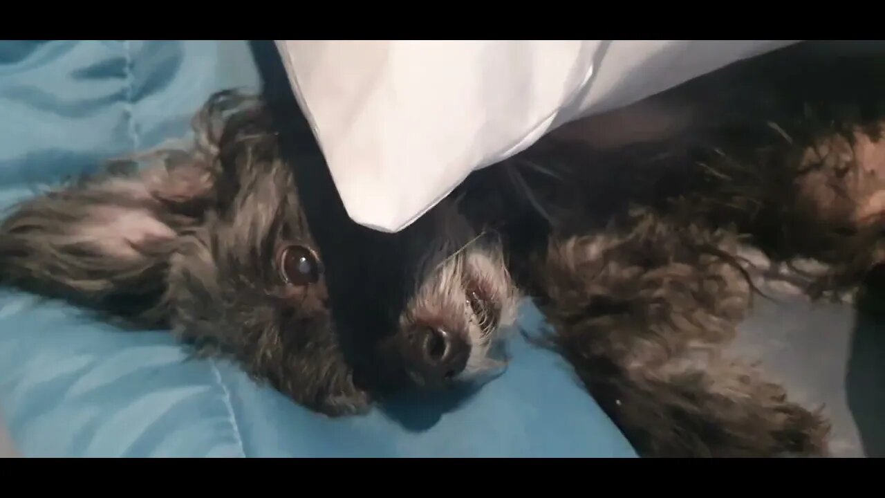 Acorda Dog