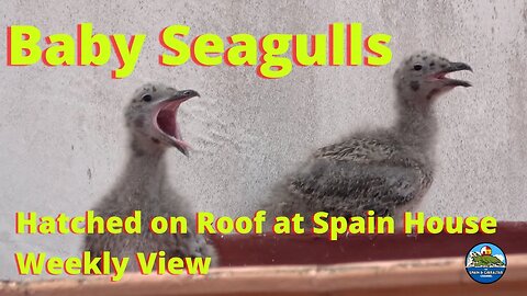 Seagull Babies in Spain; Week by Week Growth