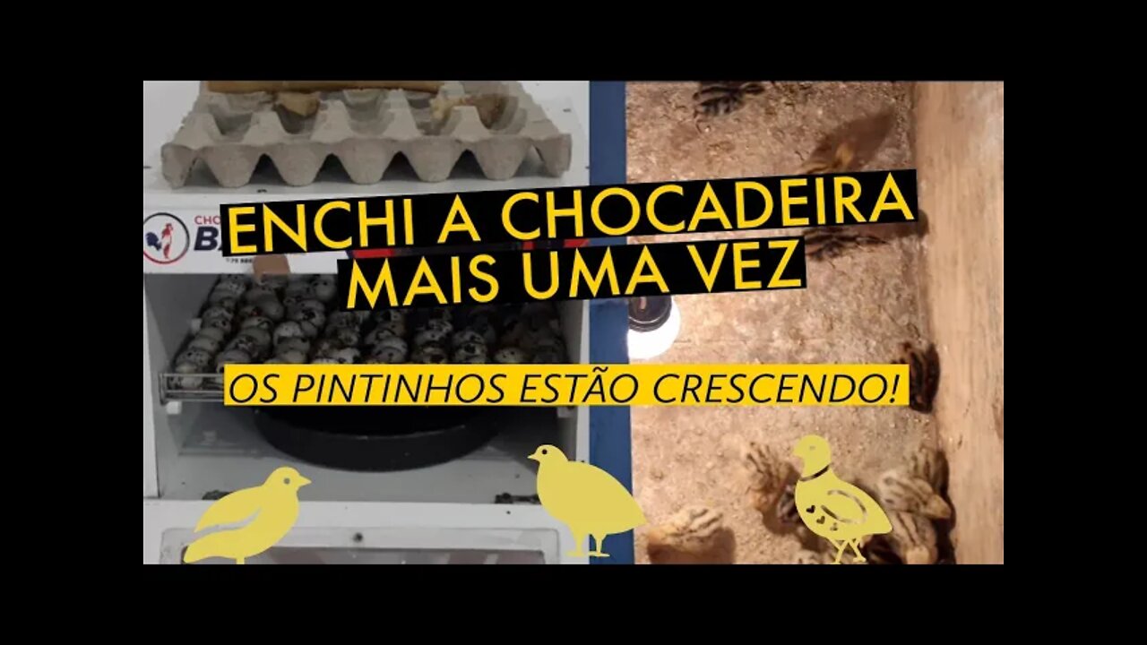 COLOQUEI OVOS NA CHOCADEIRA / OS PINTINHOS ESTÃO CRESCENDO / VIVER DE CODORNA