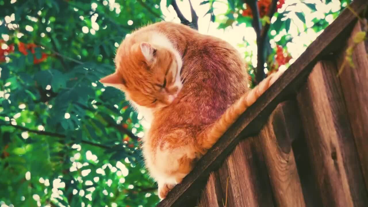 Cute and Funny Animals 2023 | Cute Cat Sleeping | Funny Animals